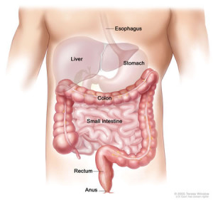 Procedure - Sleeve gastrectomy